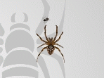 Pavouk hra online